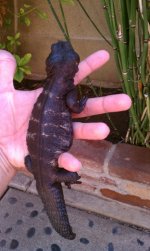 dark banded male 3.jpg