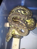 Athena #1 8-19-2012.jpg