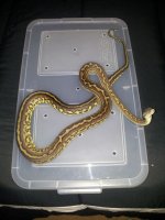 Leonidas #1 8-19-2012.jpg