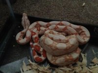 albino2.jpg