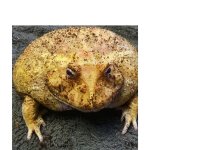 froggy frog.jpg