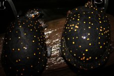 IMG_2049.jpeg