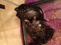 IMG_0288[1].jpeg