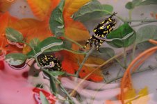 Melanophryniscus - amplexusX2.jpg