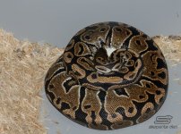 het Albino PH Pied.jpg