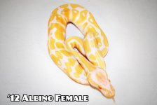 AlbinoFemale.jpg