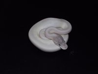 blue eye leucistic 005.jpg