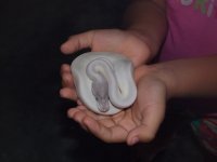 blue eye leucistic 006.jpg