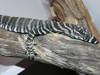 lace 1.jpg