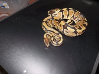 ball python 002.jpg