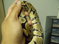 ball python 011.jpg