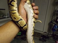 ball python 018.jpg