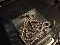 sand boas F's.JPG