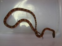 fauna picture 2.jpg
