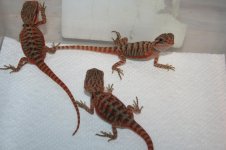 scarletbabies.jpg