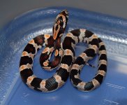 2012 Babies10.JPG