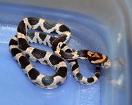2012 Babies11.JPG