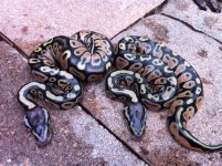 Pastel Pair.jpg
