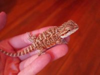 red beardie.jpg