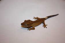 IMG_9833.jpg
