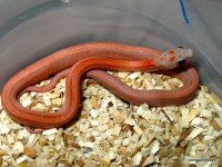 1.0 hypo diffused striped het anery amel $225.JPG