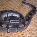 vpi female.jpg