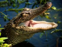 alligators-crocodiles-have-very-sensitive-bumps_61026_600x450.jpg