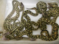 Sulfur Mojave x Pastel clutch of 11 003.jpg