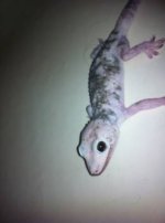 calicofemale.jpg