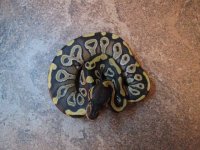 Female Mojave.JPG