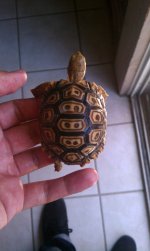 pardalis pardalis tortoise.jpg