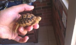tortoise.jpg