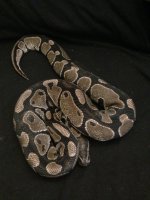 Male axanthic VPI.jpg