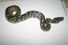 002=010-mojave5.jpg