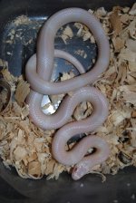 snakes for sale 005.JPG
