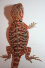 redorangtranbsleaterfemale.jpg