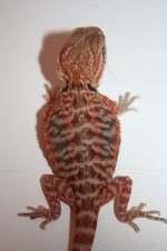 orangredtransleatherfemale.jpg