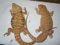 DSCN4527.jpg