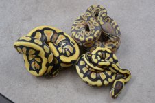 2012 Desert Hypo clutch 014 (800x533).jpg