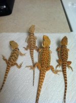 Four dragon females 1.JPG