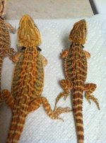 Four dragon females 2.JPG
