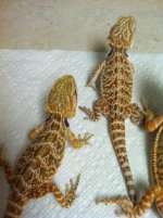 Four dragon females 3.JPG