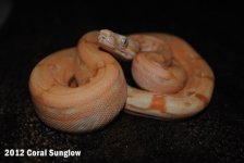 coralsunglow2.JPG