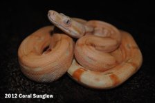 coralsunglow3.JPG