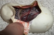mystery snake egg.jpg
