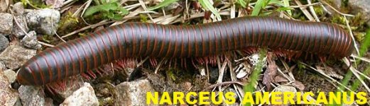 millipede0.jpg