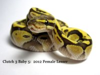 C3B5 Female Lesser Sep 15b_SMALL.jpg