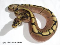 C3B3 2012 Male Spider.jpg