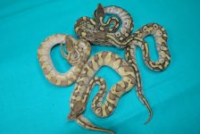 DSC_9471.jpg