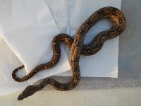 Male_Albino_het_Leopard_boa_001-20120921-150007.jpg